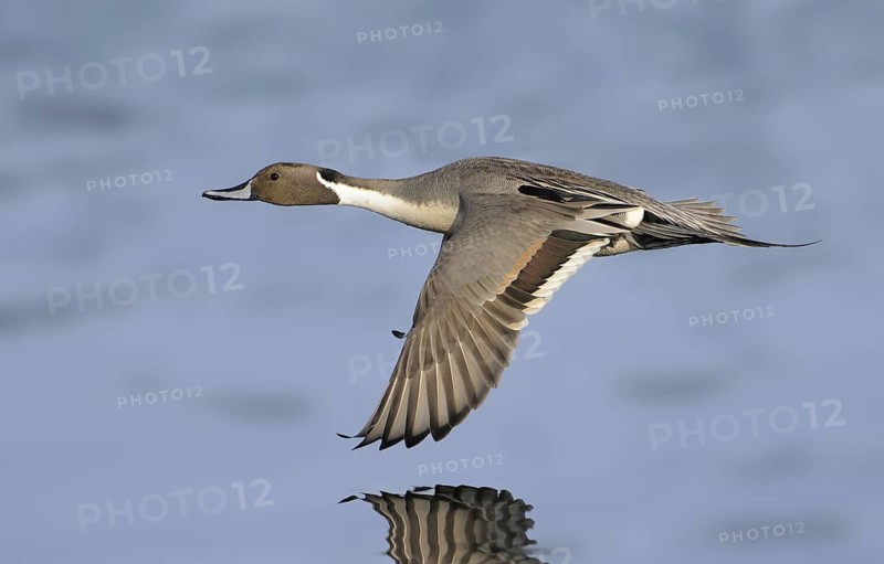Northern Pintail (Anas acuta) male flying, British Columbia, Canada