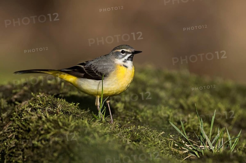 Grey Wagtail - Gebirgsstelze - Motacilla cinerea ssp. cinerea, Germany