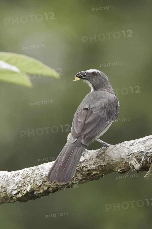 Greyish Saltator (Saltator coerulescens), Ecuador