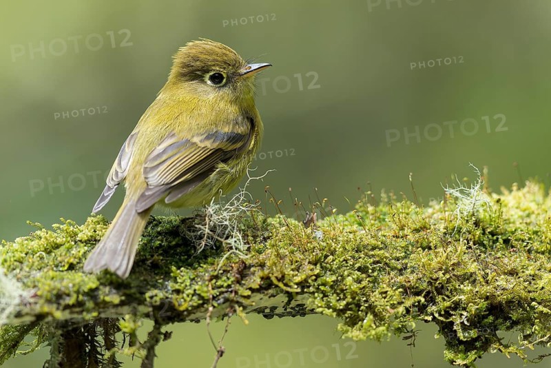Yellowish Flycatcher (Empidonax flavescens) perched on a branch in Panama