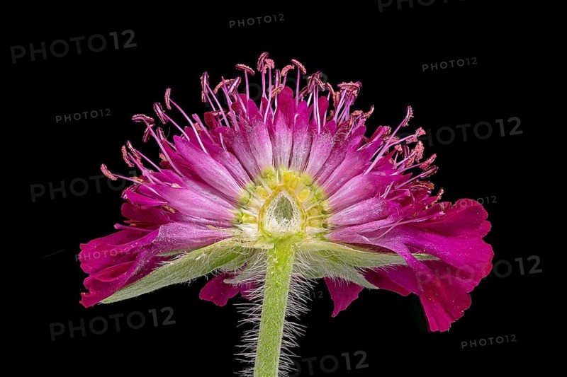 Macedonian widow flower (Knautia macedonica), Knautia, flower cut open, Germany