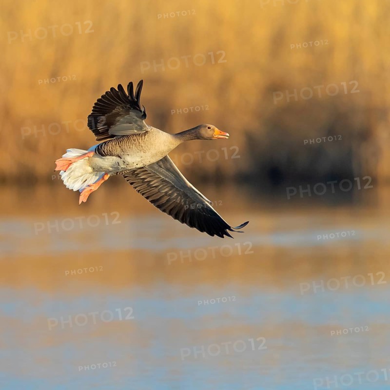 Greylag goose, Anser Anser, flight photo, side view, Der Spieß nature reserve, Rheind¸rkheim, Rhineland-Palatinate