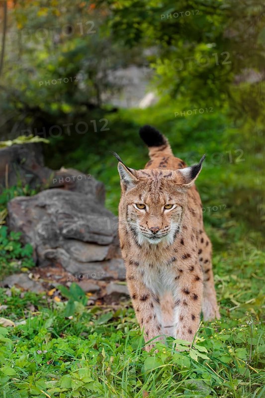 A Eurasian lynx (Lynx lynx) stands on a green meadow at the edge of a forest