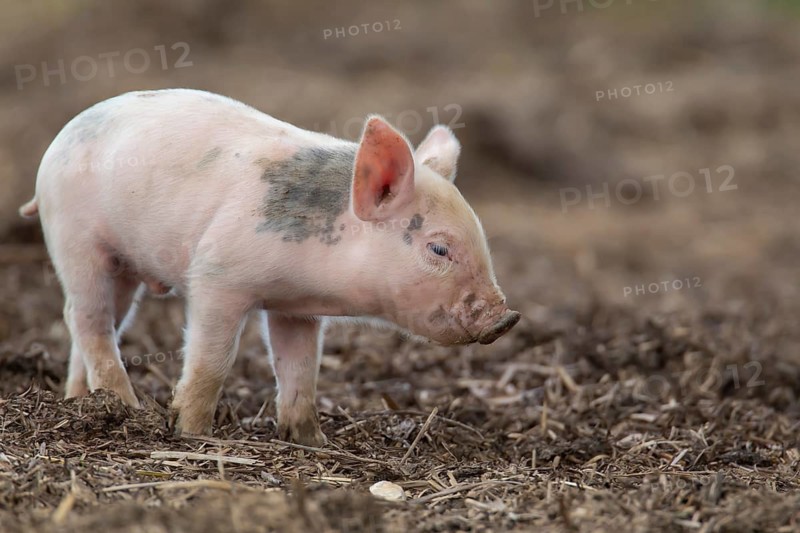 Domestic pig (Sus scrofa domesticus) juvenile baby piglet farm animal in a field, England, United Kingdom