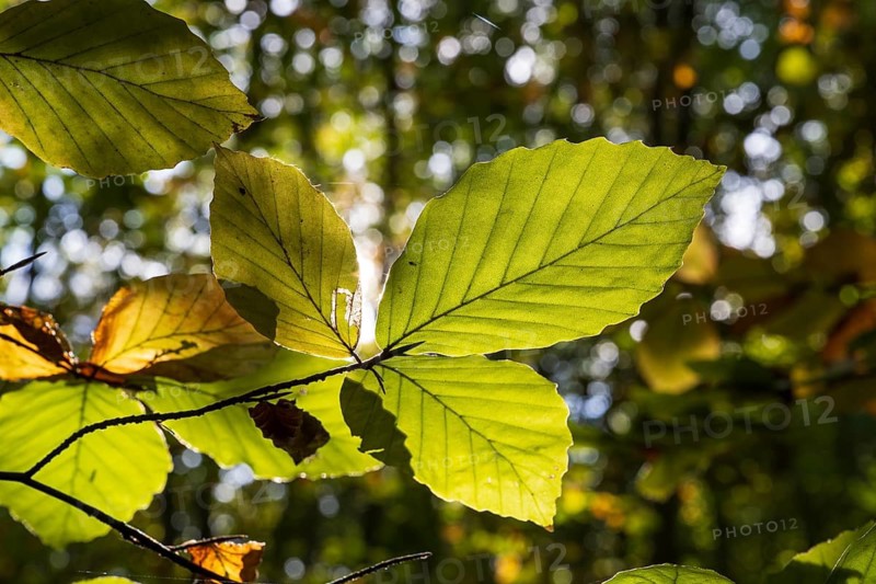 Branch with beech leaves against light, North Rhine-Westphalia, Germany