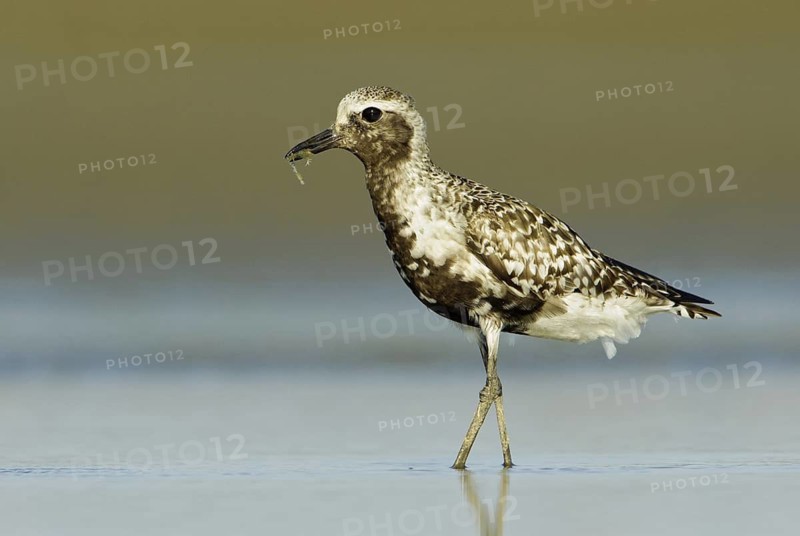 Grey Plover (Pluvialis squatarola), Texas, USA