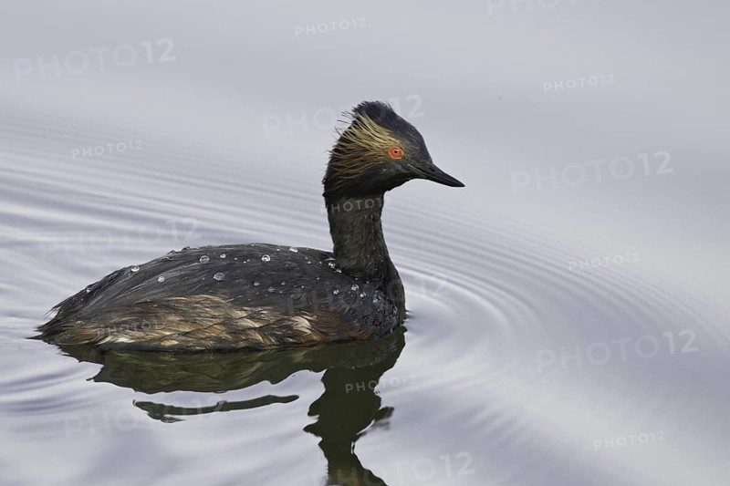 Black-necked Grebe (Podiceps nigricollis), California, USA