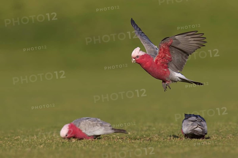 Galah (Eolophus roseicapilla) flying, Victoria, Australia