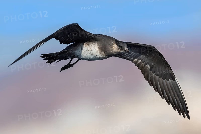 Parasitic Jaeger (Stercorarius parasiticus) flying, Eilat, Israel