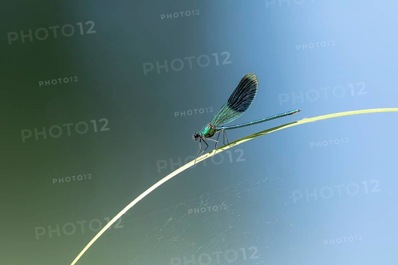 A dragonfly perched on a blade of grass, the background blurred in soft shades of blue and green, Blue-winged Damselfly (Calopteryx virgo), nature reserve, Speyer, Germany, Europe, Baden-Württemberg, Germany
