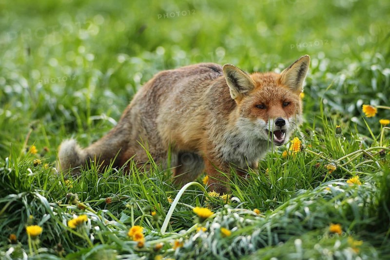 Red fox (Vulpes vulpes) in dandelion meadow (Taraxacum sect. Ruderalia) Allgäu, Bavaria, Germany, Allgäu, Bavaria, Germany
