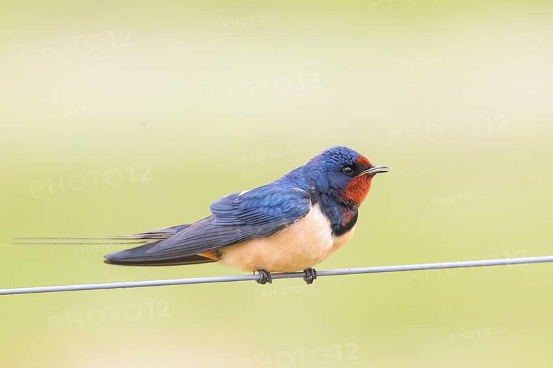 Barn Swallow (Hirundo rustica) sitting on a wire, wildlife, animals, birds, swallows, migratory bird, Ochsenmoor, Naturpark Dümmer See, Hüde Lower Saxony, Germany