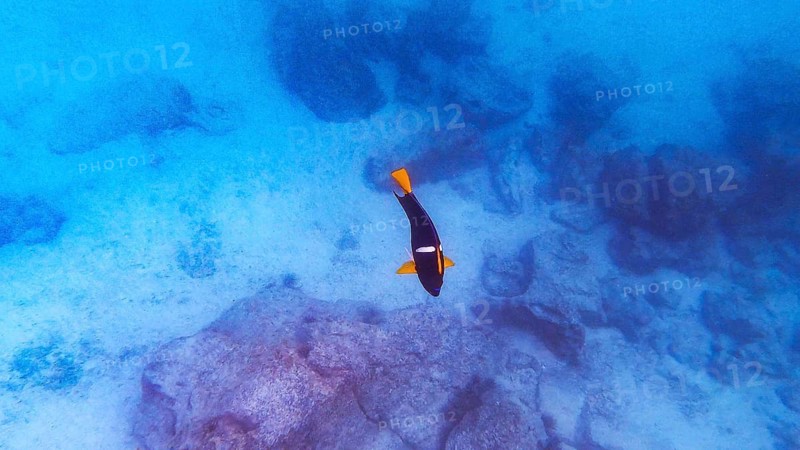 King angelfish (Holacanthus passer), Galapagos, Ecuador