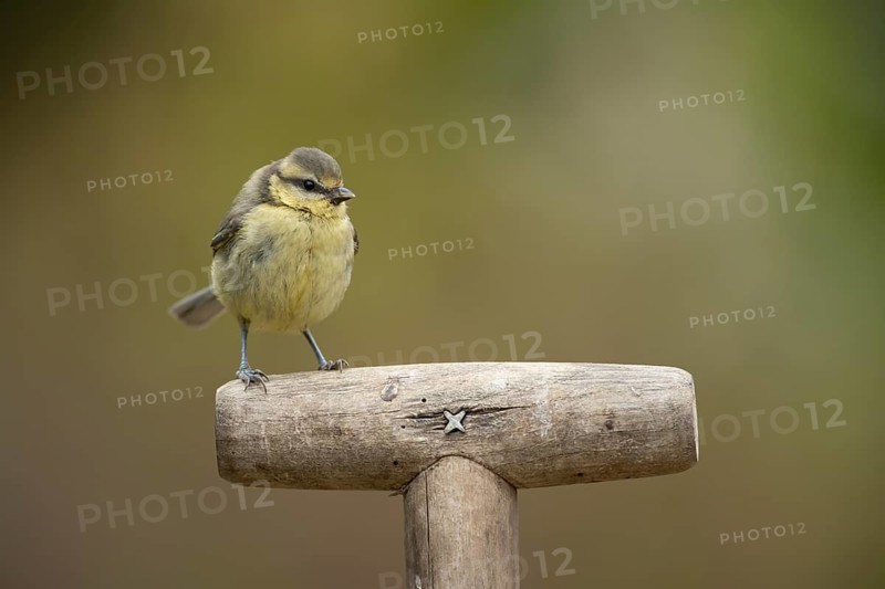 Blue tit (Cyanistes Caeruleus) juvenile baby bird on a garden fork handle, England, United Kingdom
