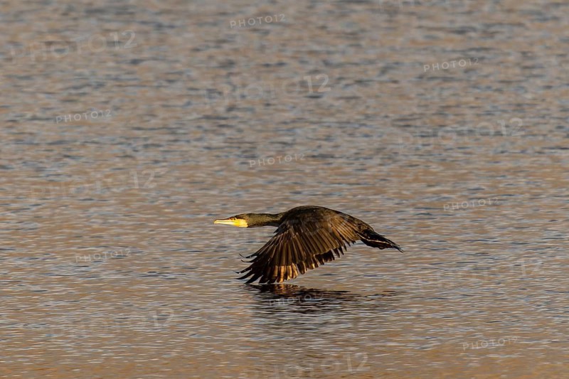 Cormorant flying just above the water surface, Cormorant, (Phalacrocorax carbo), wildlife, Germany
