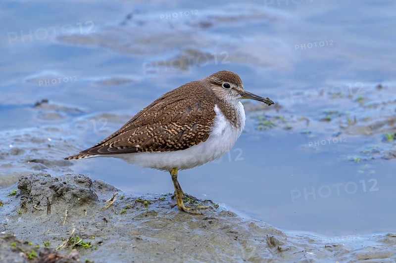 Common sandpiper (Actitis hypoleucos, Tringa hypoleucos) resting in mud along muddy pond shore in wetland in summer