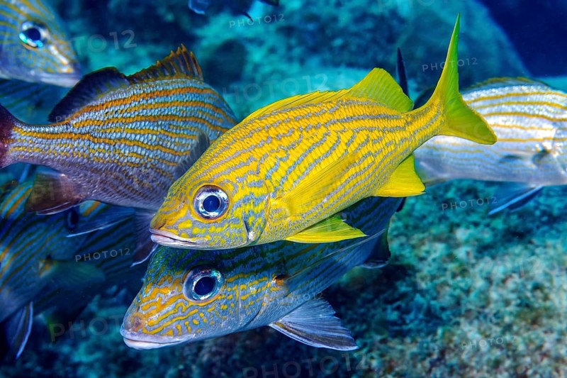 French grunt (Haemulon sicurus) French grunt Yellow grunt swims through coral reef, Caribbean