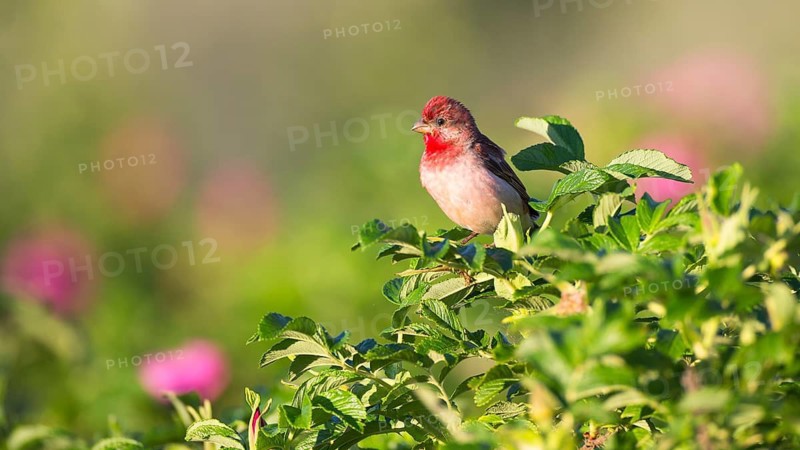 Common Rosefinch (Carpodacus erythrinus) male, Mecklenburg-Western Pomerania, Germany