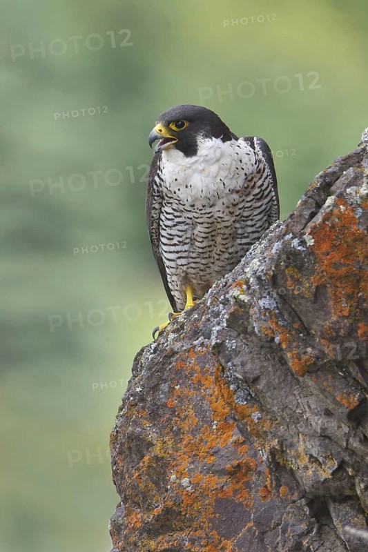 Peregrine Falcon (Falco peregrinus), British Columbia, Canada