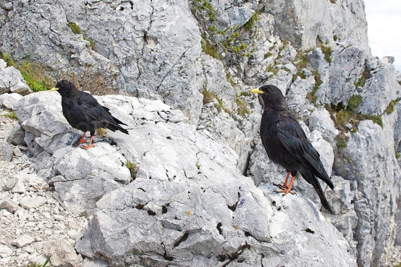 Alpine Chough (Pyrrhocorax graculus), Bavaria, Germany