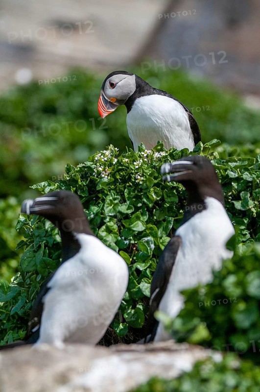 Alca Torda, Atlantic Puffin, Fratercula arctica, Norway, puffins, puffins, razorbill, tordalk, varanger, alcidae, alkenbirds, birds, high size, portrait format, lesser auk, razor-billed auk, birds, waterbirds, waterbirds