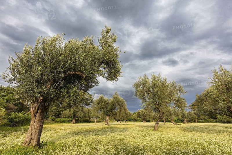 Landscape, Greece, thunderstorm, thunderstorm atmosphere, olive tree, olive grove. Olive, flower meadow, Lesbos Island, Lesbos, Greece