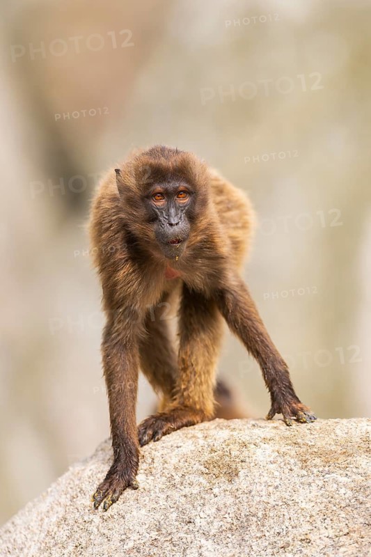 Gelada (Theropithecus gelada) standing on a rock, captive, Germany
