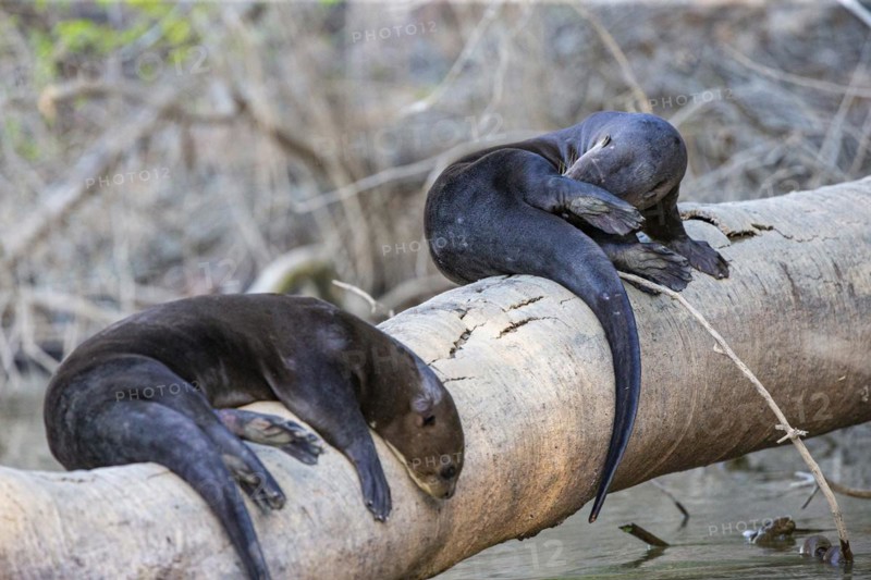 Giant otter (Pteronura brasiliensis) Pantanal Brazil