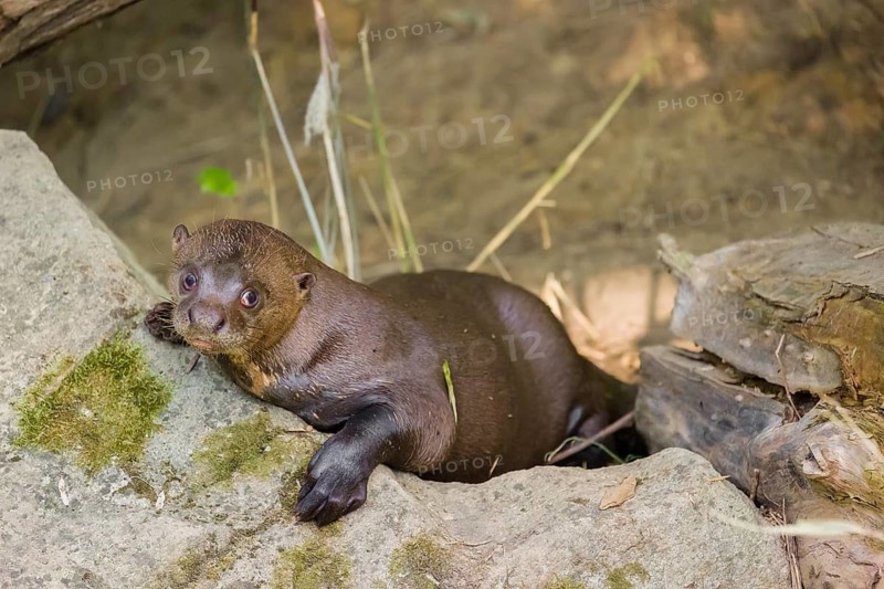 A giant otter or giant river otter (Pteronura brasiliensis) rests on a rock