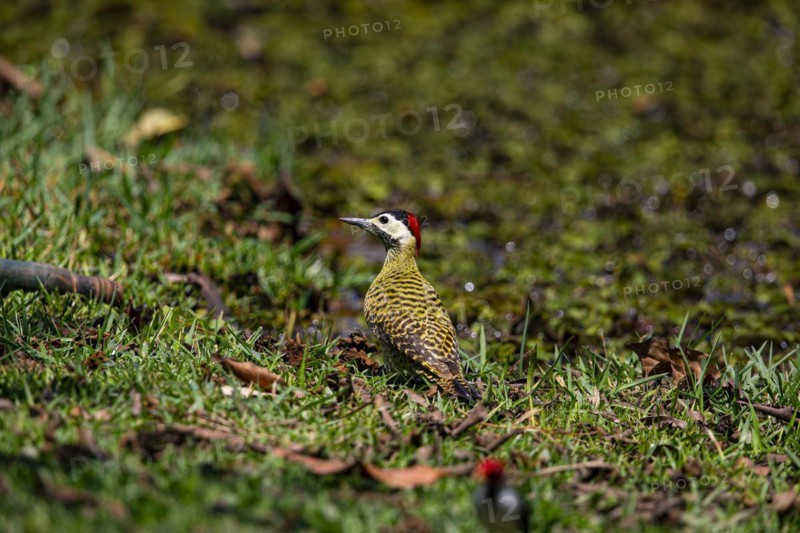 Green-banded Woodpecker (Colaptes melanochlorus) Pantanal Brazil