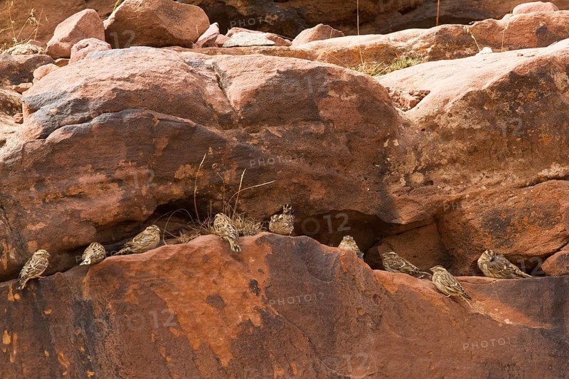 Rock Sparrow (Petronia petronia), Morocco