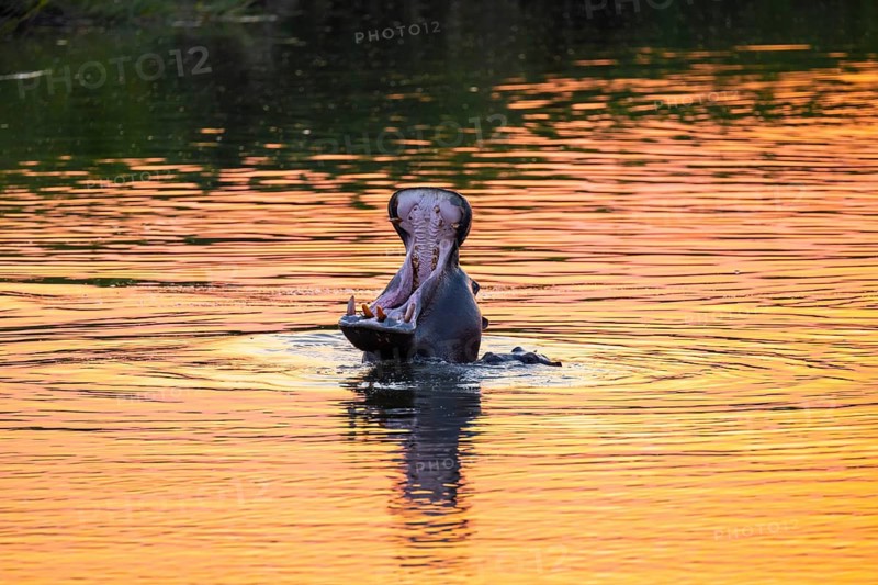 Hippopotamus (Hippopatamus amphibius) yawning, mouth wide open, mother and young, in the water at sunset, Sabie River, Kruger National Park, South Africa