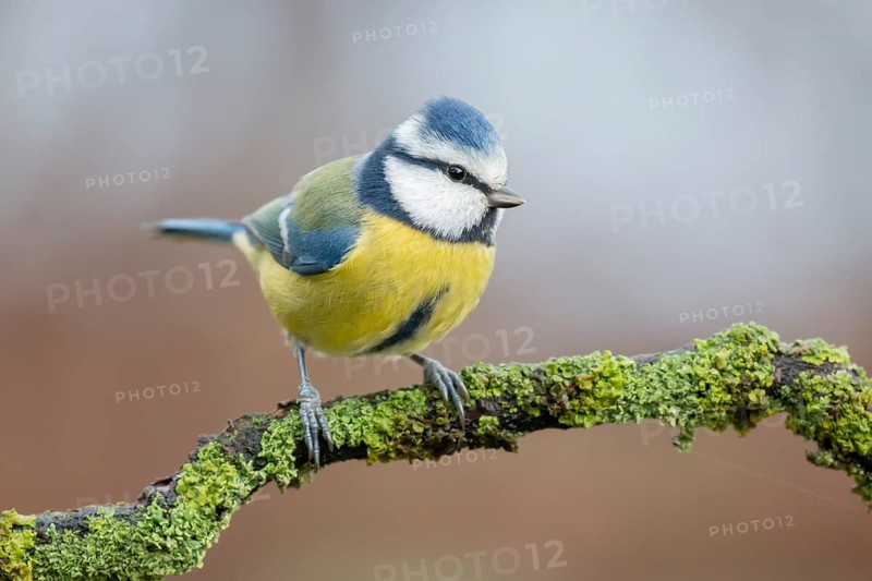 Eurasian Blue Tit (Cyanistes caeruleus) perched on a branch, Lower Saxony, Germany