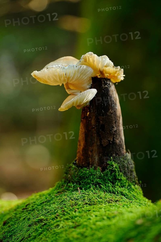 Mushrooms protruding from a mossy tree trunk, surrounded by light and shadow effects in the forest, beech slime mould (Oudemansiella mucida), Bavaria