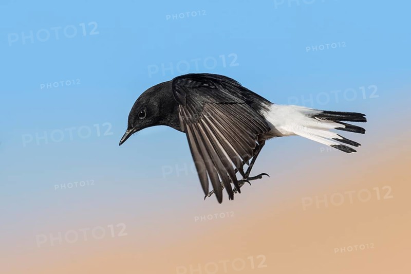 Mourning Wheatear (Oenanthe lugens warriae) flying, Eilat, Israel