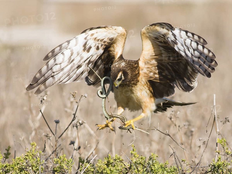 Hen Harrier (Circus cyaneus) female, California, USA