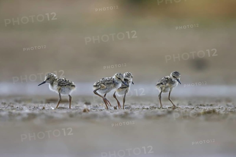 Black-winged Stilt (Himantopus himantopus) chicks foraging, North Rhine-Westphalia, Germany