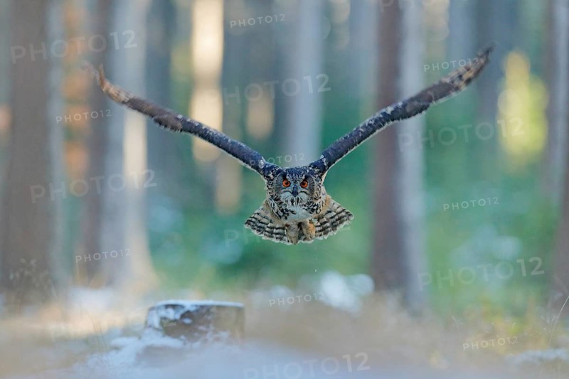 Eagle Owl, Bubo bubo, with open wings in face flight, winter forest habitat in background, white trees. Wildlife scene from nature forest, Germany. Bird in fly, owl behaviour. Forest owl in fly