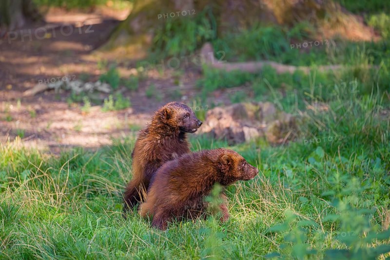 Two wolverine (Gulo gulo) fight each other on a green meadow at a forest edge