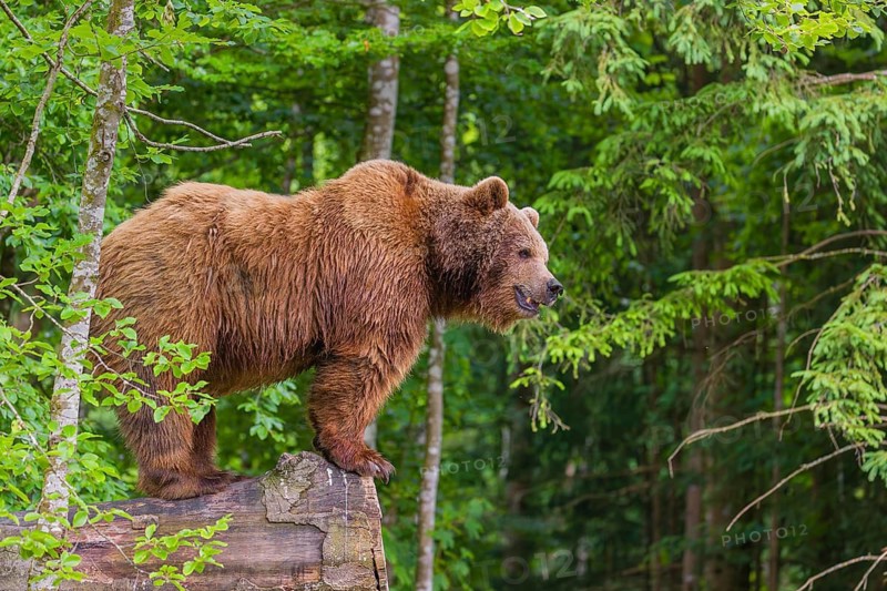 A female eurasian brown bear (Ursus arctos arctos) stands on a log lying at a forest edge