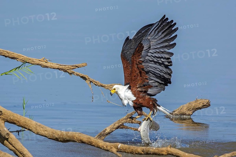 African Fish Eagle (Haliaeetus vocifer), Africa, Zambia, Zambia, hunting, prey, fish