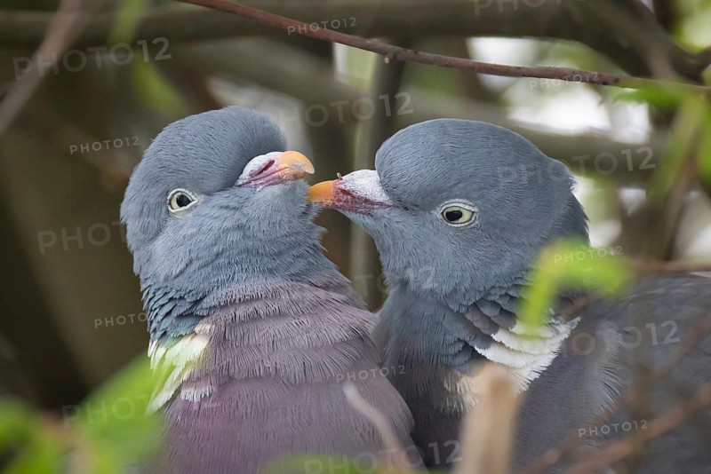 Two pigeons are having a springtime fling in the nest, Frankfurt am Main, Hesse, Germany