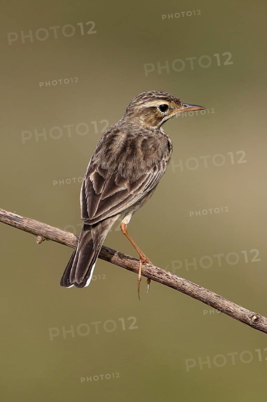 Paddyfield Pipit (Anthus rufulus), Malaysia