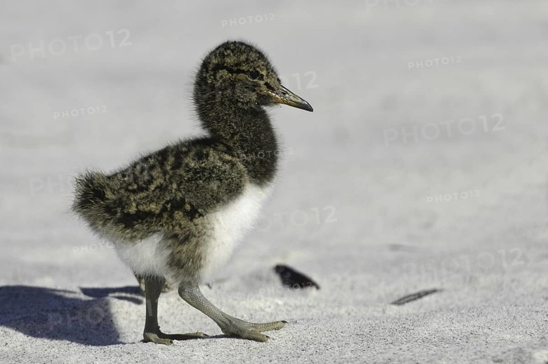 Magellanic Oystercatcher (Haematopus leucopodus) chick, Falkland Islands