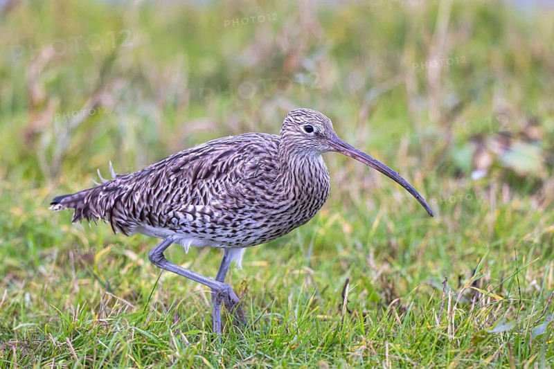Eurasian Curlew (Numenius arquata), Netherlands