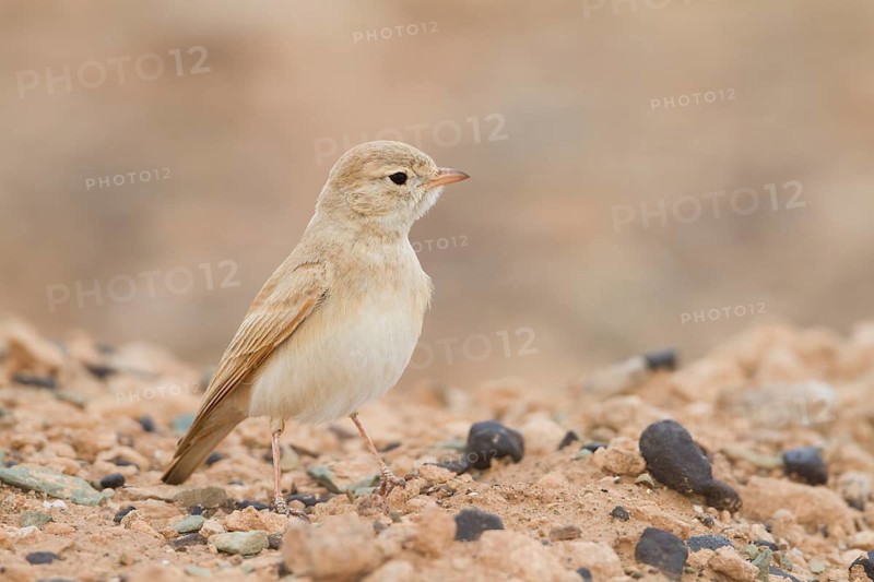 Bar-tailed Desert Lark - Sandlerche - Ammomanes cincturus, Marokko, adult