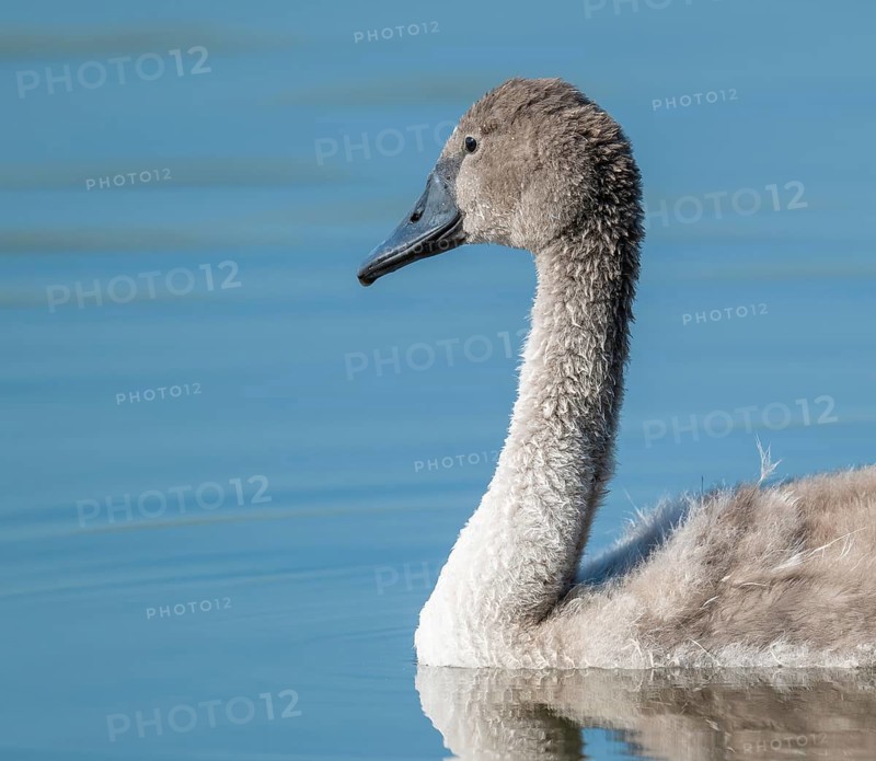 Mute swan (Cygnus olor) young bird swimming on a pond, Thuringia, Germany