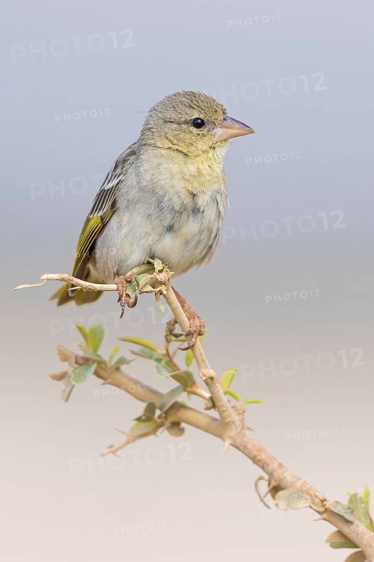 Gilb's Weaver, also called rüppell's weaver (Ploceus galbula), Weaver bird building at the nest, Weaver birds, Ayn Tobroq and Ayn Athum junction, Salalah, Dhofar, Oman