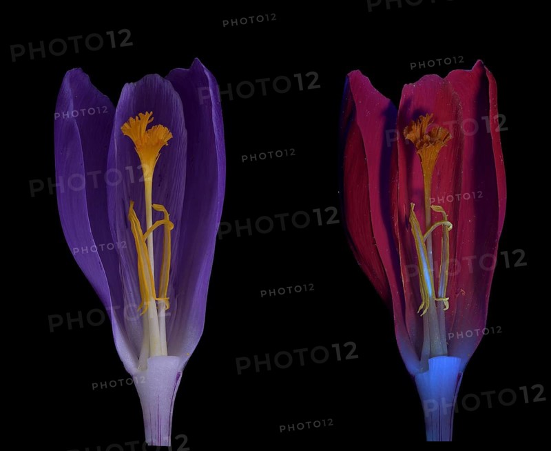 Spring crocus (Crocus vernus), spring saffron, flower, UV light, Germany