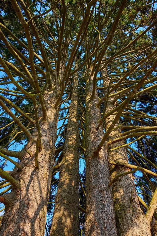 View from below of tree trunks with thick branches under a blue sky in the forest, conifer, Amorbach, Odenwald, Bavaria, Germany